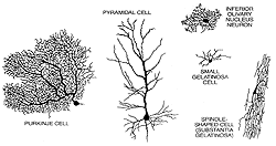Structural Variety of Neurons Graphic