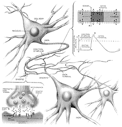 How Neurons Communicate Graphic