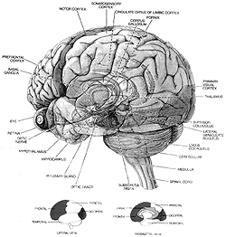 The brain: Organ of the Mind Graphic