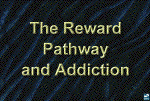 The reward pathway and addiction
